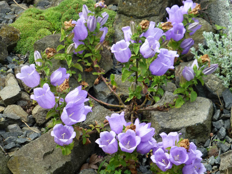 Campanula incurva